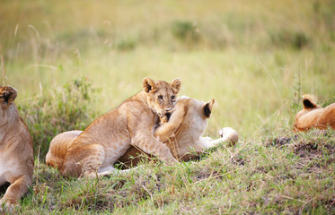 Lion cub (panthera leo) close-up