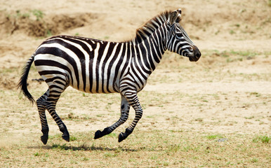 Fototapeta na wymiar Single zebra (African Equid)