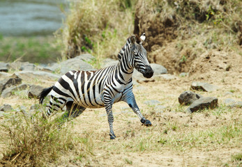 Fototapeta na wymiar Single zebra (African Equids) running