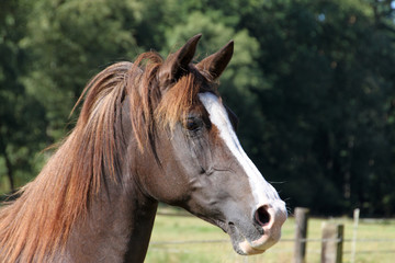 Obraz premium Araber