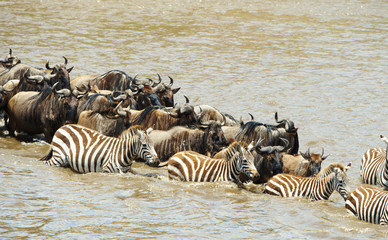 Fototapeta na wymiar Stado zebry (African rodowodowych) i pręgowane (Connochaete