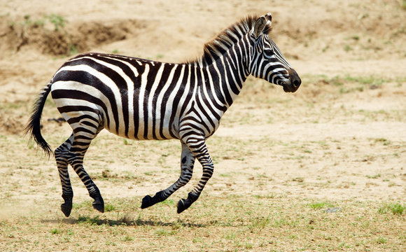 Fototapeta Single zebra (African Equid)