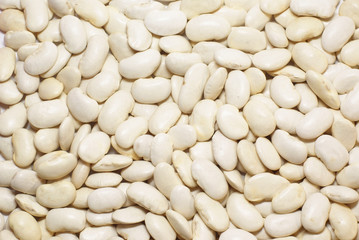White haricot