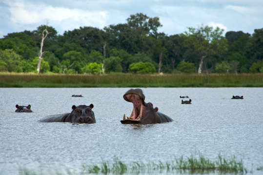 Group of hippopotamus in Moremi Nature Reserve in Botswana