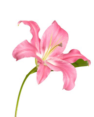 Pink lily in the hand