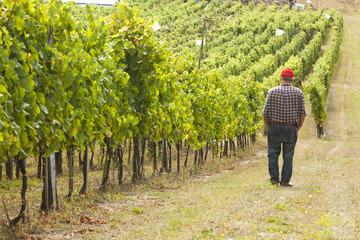 Weinbauer prüft Weinbestand