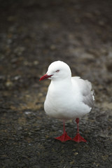 seagull standing in the dirt