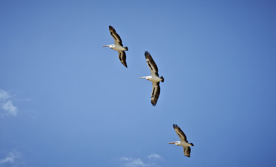 flock of pelicans flying