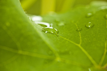 Weinblatt mit Wassertropfen