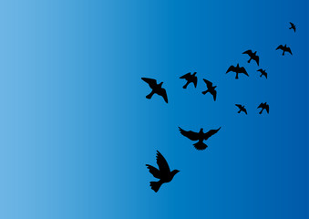 oiseaux dans le ciel