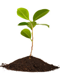 Young green plant on a white background