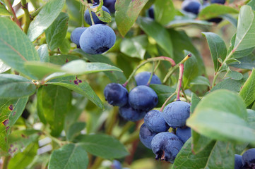 Blueberries