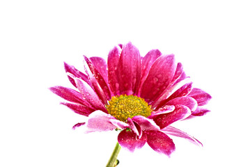 Red Flower over white.