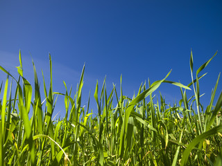 Grass and Sky