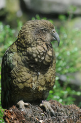 Kea