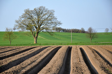 Baum und Acker