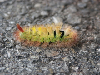 Raupe, Buchen-Streckfuss, Rotschwanz