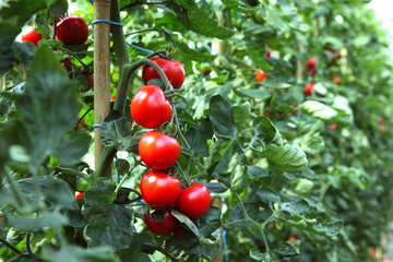 Reife rote Tomaten - obrazy, fototapety, plakaty