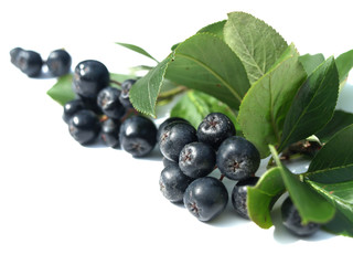 black chokeberry (aronia)