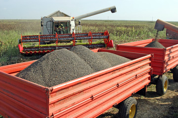 Sunflower harvesting