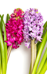 hyacinth