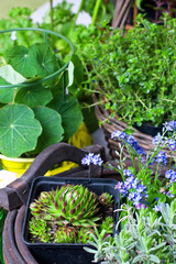 Kräuter und Steingartenpflanzen