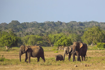 Fototapeta na wymiar rodzina słoń