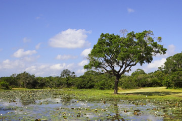 yala landscape with water lillies
