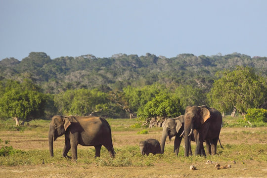 Fototapeta elephant family