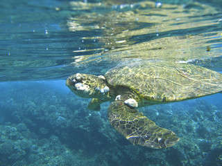 Obraz premium Green Turtle