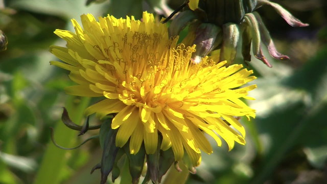Close-up view of working bee on the yellow flower dandelion