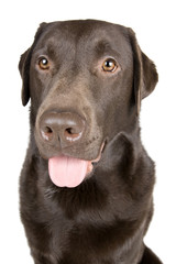 Smiling Chocolate Labrador