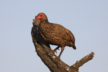 Swainsons Francolin