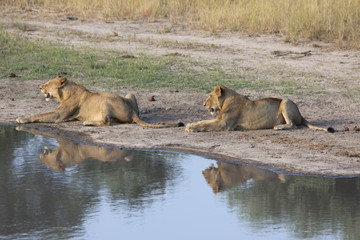 Lions reflected in water