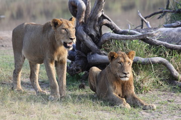 Two young Male Lions