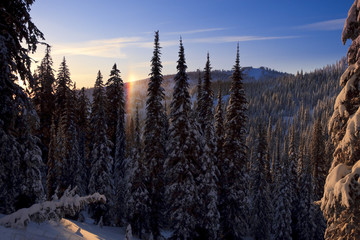 Sunny Mountain Landscape With Tall Evergreens