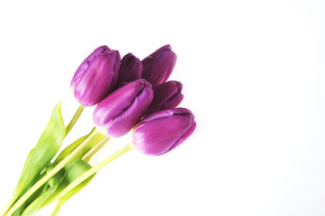 violet tulips