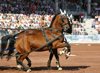 Stolzer Brauner