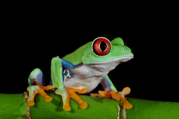 red eyed tree frog