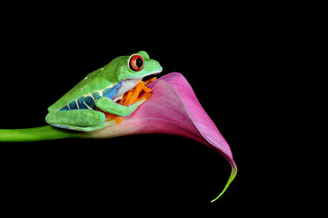 Fototapeta premium red eyed tree frog on a calla flower