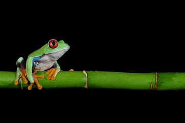 red eyed tree frog - 21633087