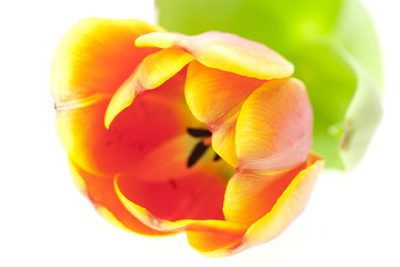 tulip isolated on white