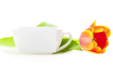 tulip and white mug isolated on white