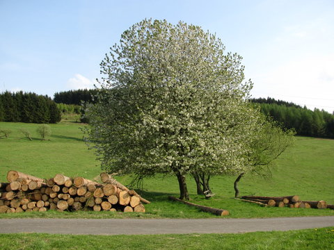 Holzschlag Frühling