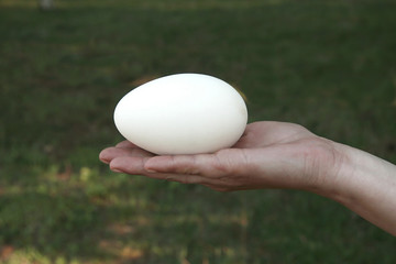 Fototapeta na wymiar Egg in her hand