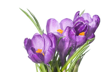 crocus bouquet with water drops isolated on white