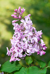 Spring lilac flowers with leaves