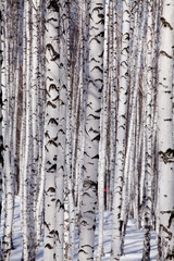 Birch forest