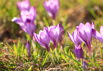 Fototapeta premium rich spring flowers.