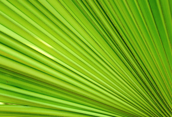 Obraz premium leaf details